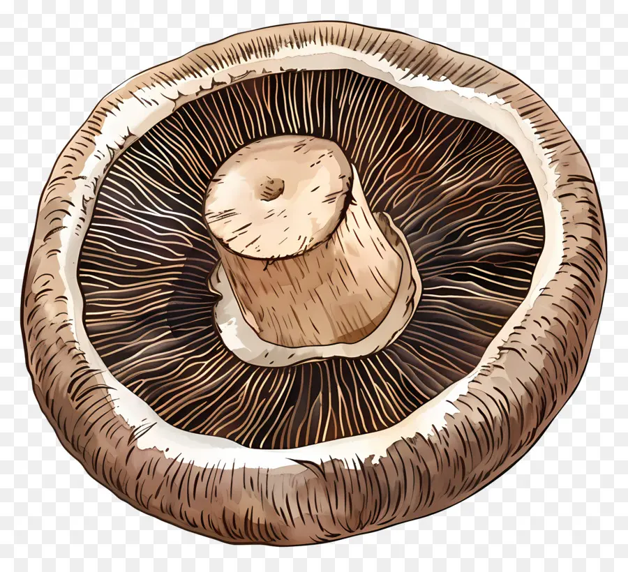 Champignons，Champignon PNG