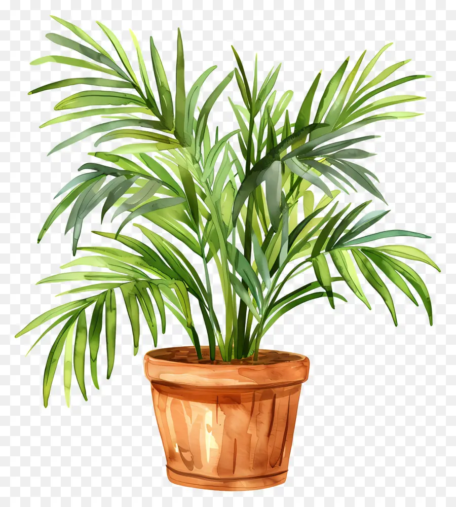 Palmier De Salon，Plante Verte En Pot PNG