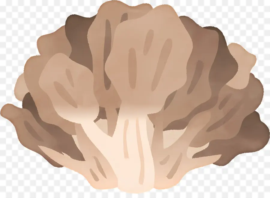 Champignons，Champignon PNG