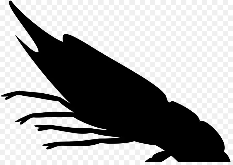 Crevette，Silhouette D'insecte PNG