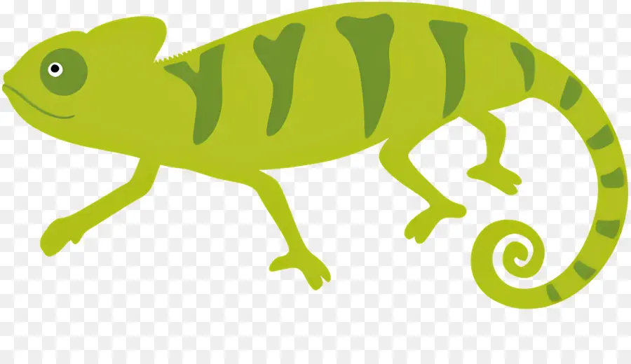 Caméléon，Lézard PNG