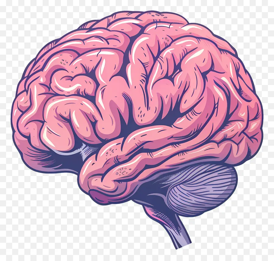 Cerveau，Le Cerveau Humain PNG