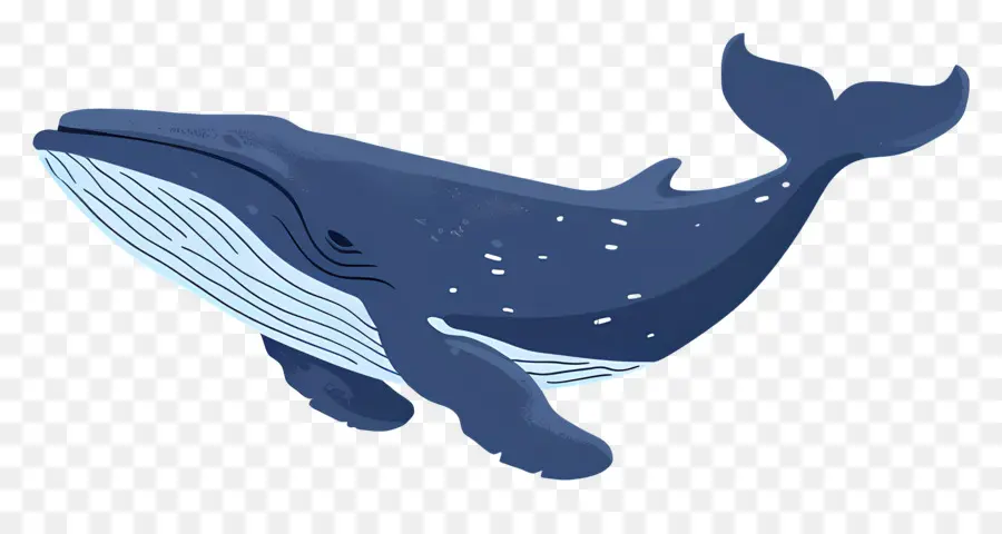 Baleine，Océan PNG