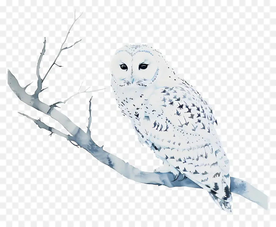 Hibou，Harfang Des Neiges PNG