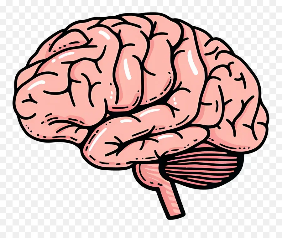 Cerveau，Dessin Animé PNG