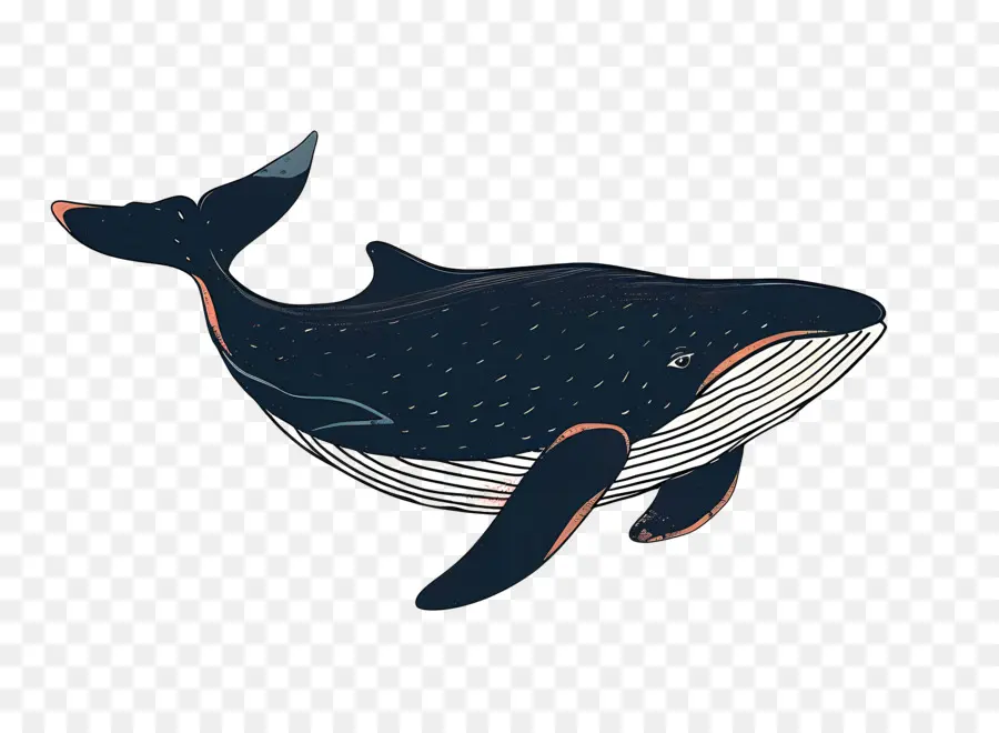 Baleine，Baleine Bleue PNG