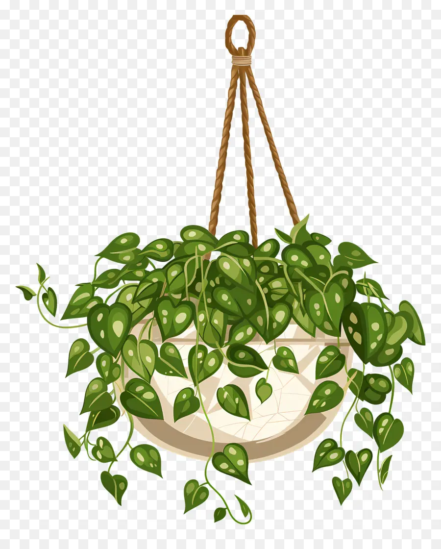 Plantes Suspendues，Plante Suspendue PNG