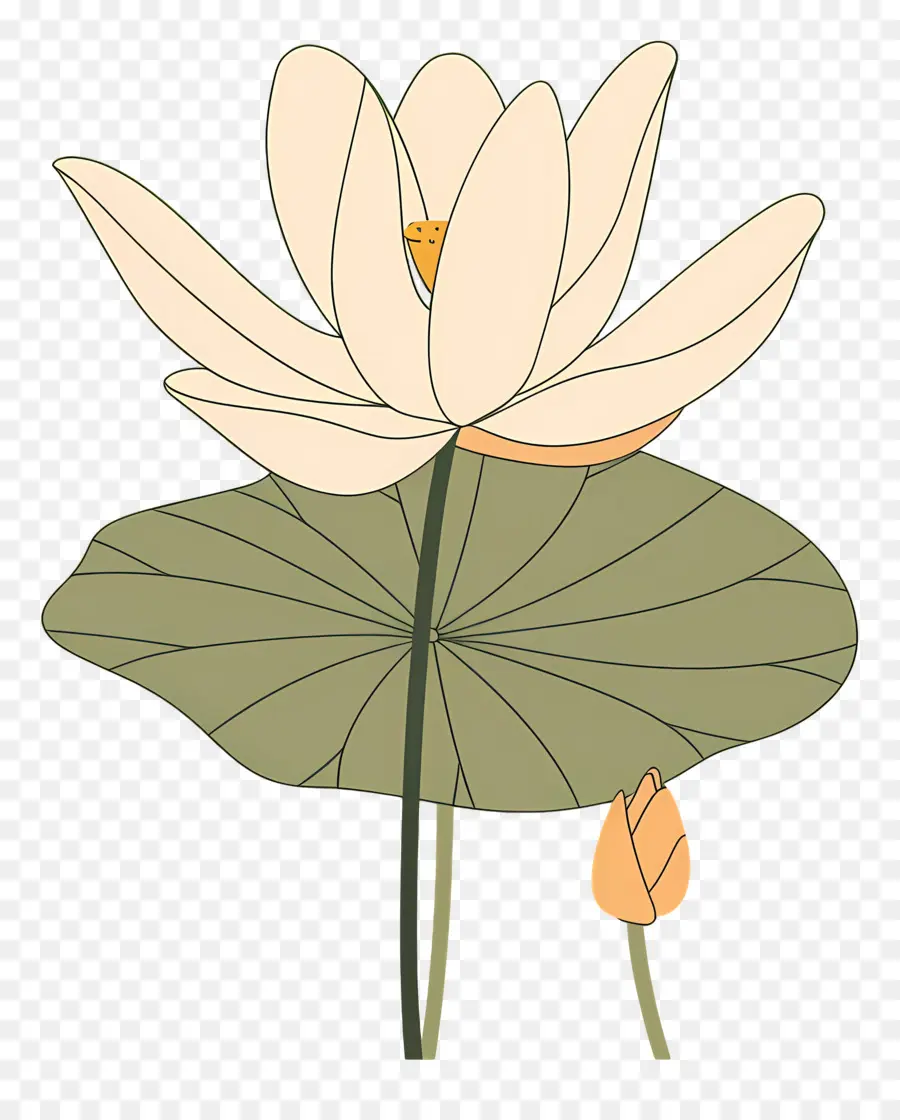 Lotus，Fleur De Lotus PNG