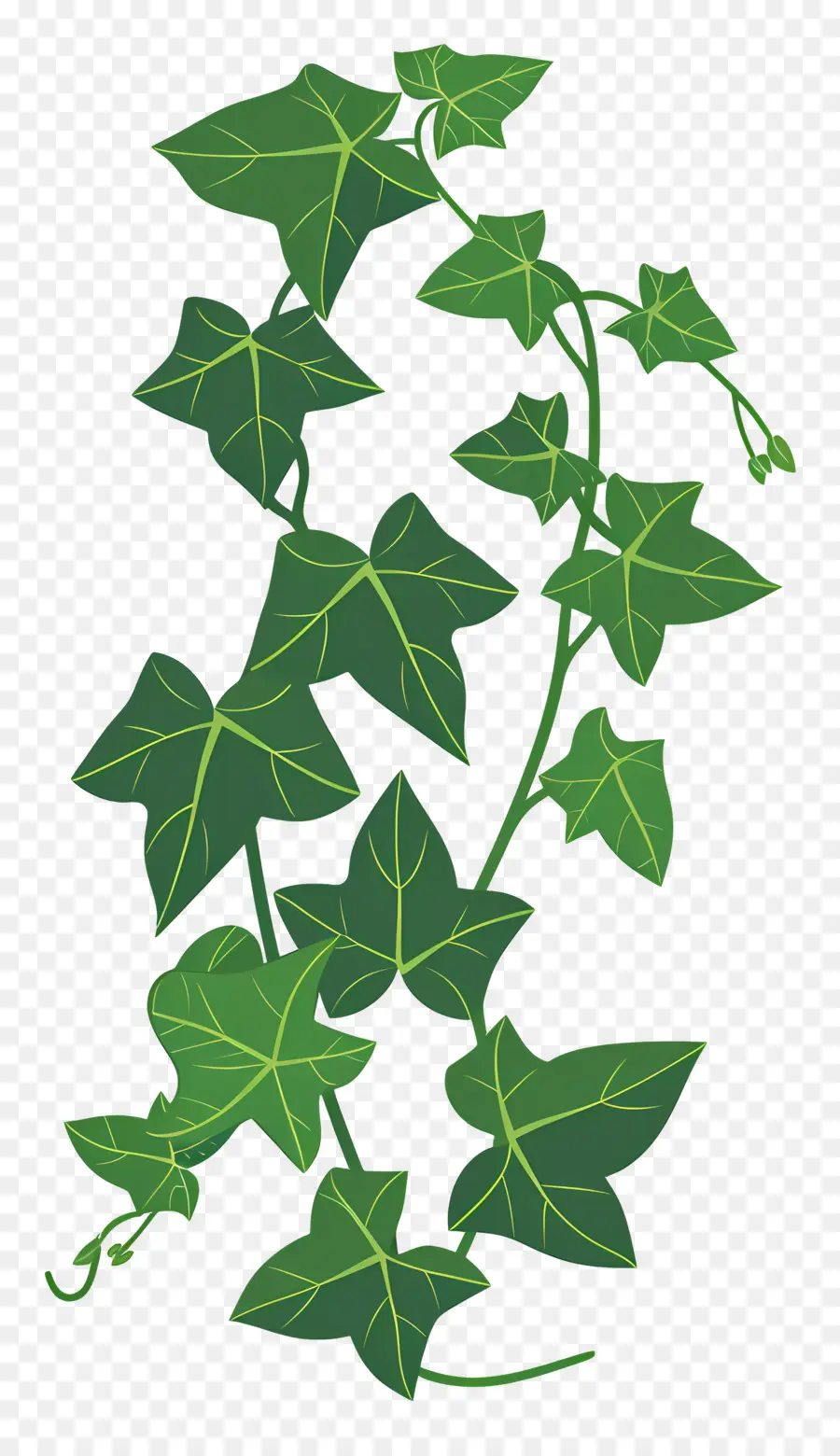 Ivy，De La Vigne PNG