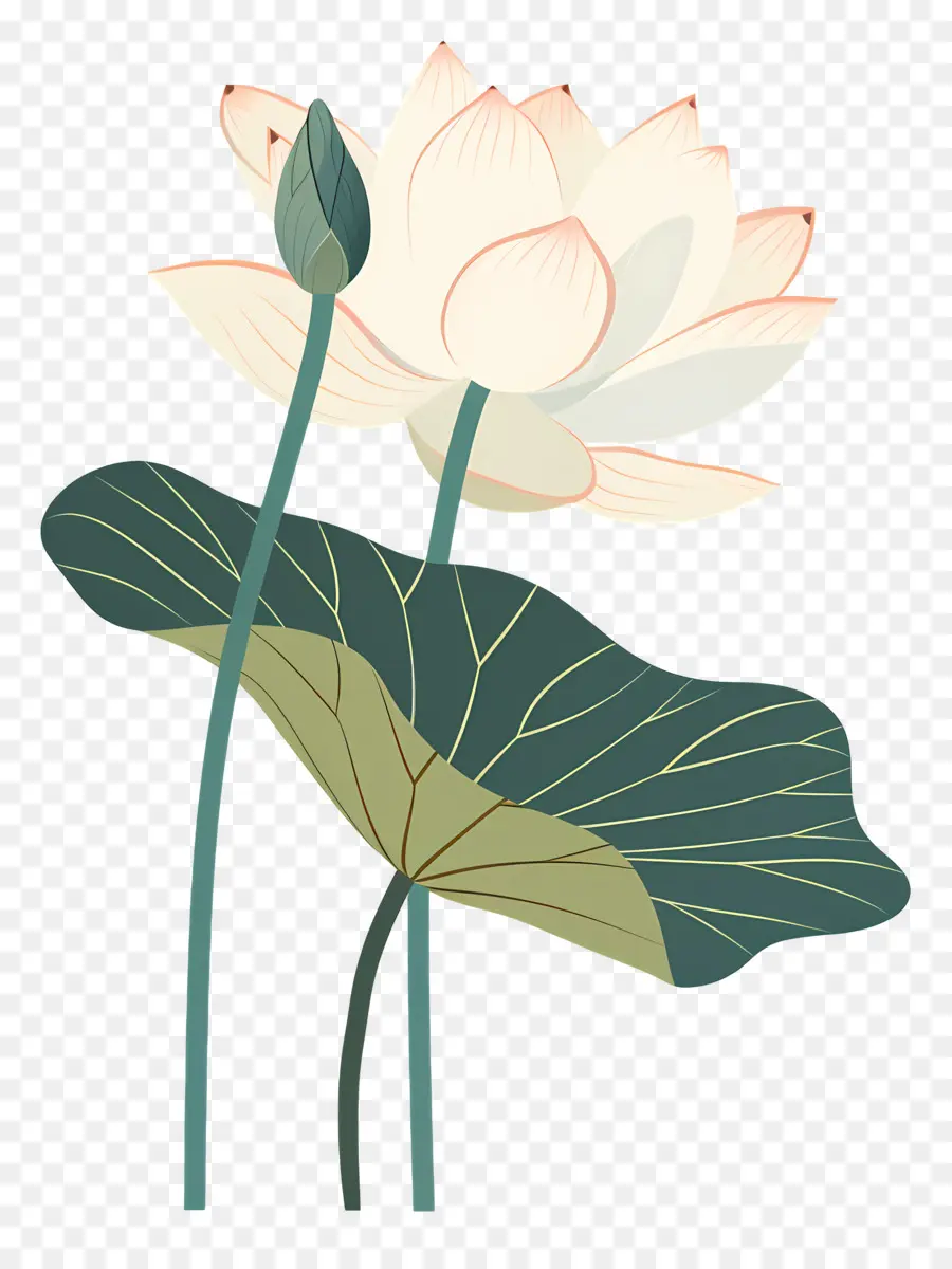 Lotus，Lotus Blanc PNG