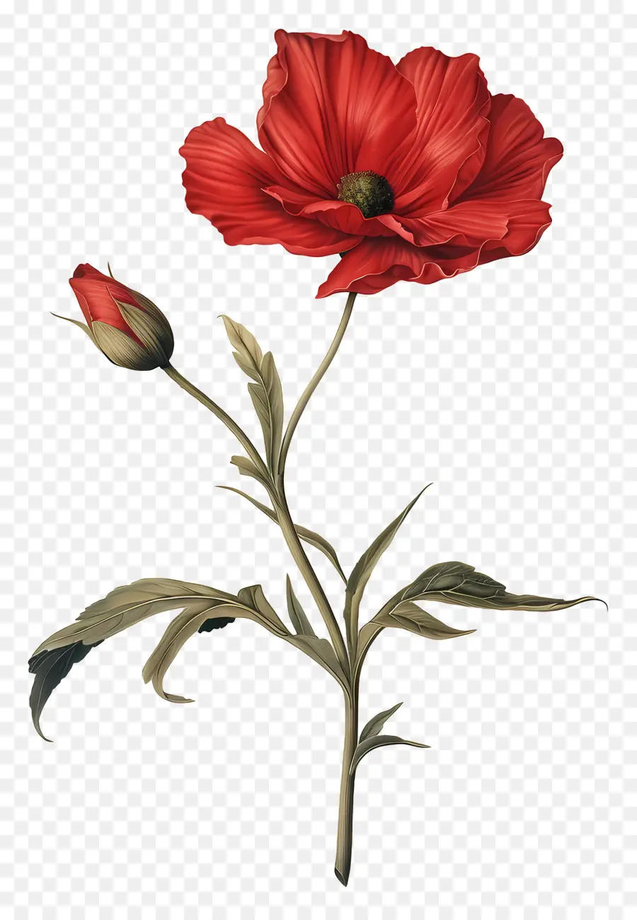 Fleur De Tige，Fleur De Pavot Rouge PNG