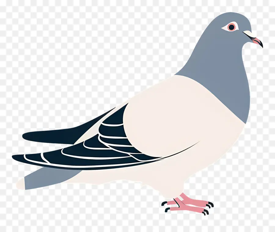 Où，Pigeon PNG