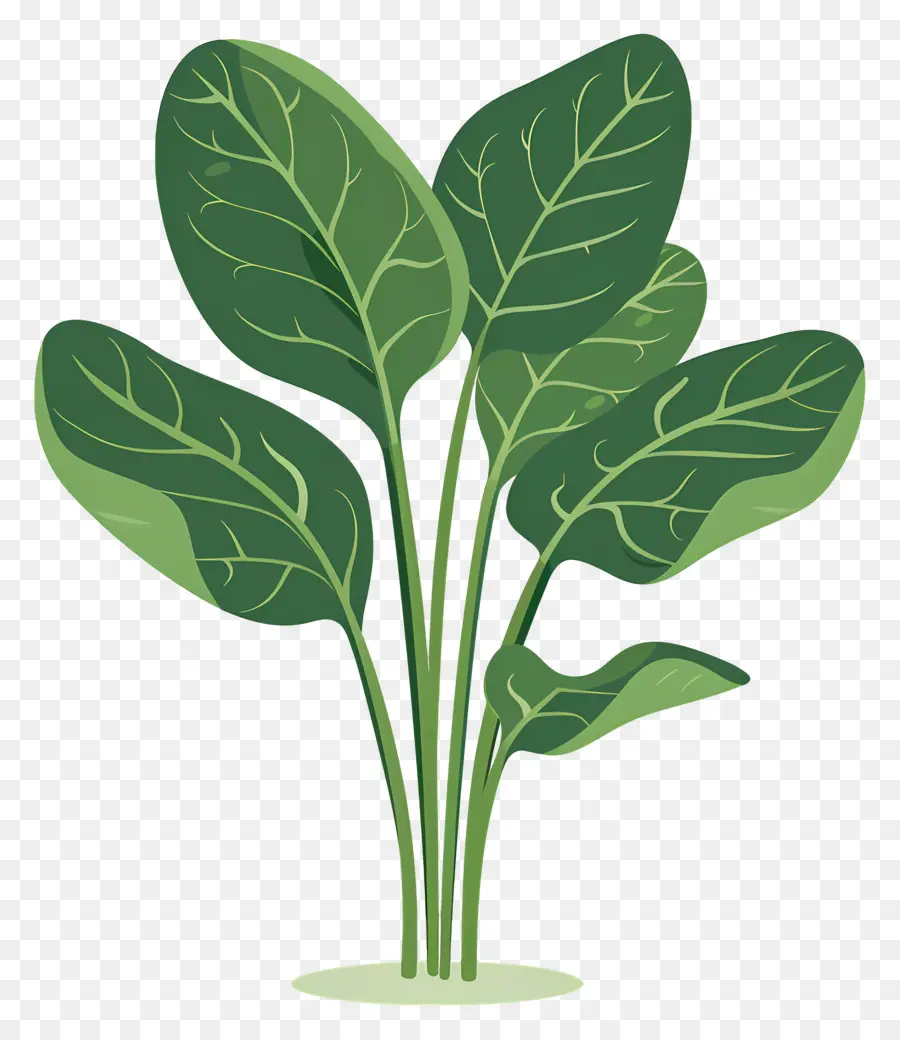 Les épinards，Plante Verte PNG