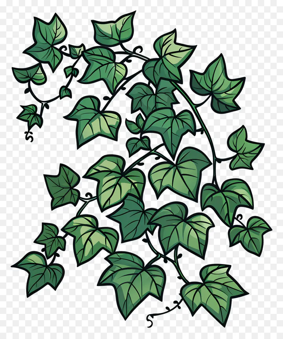 Ivy，De La Vigne PNG