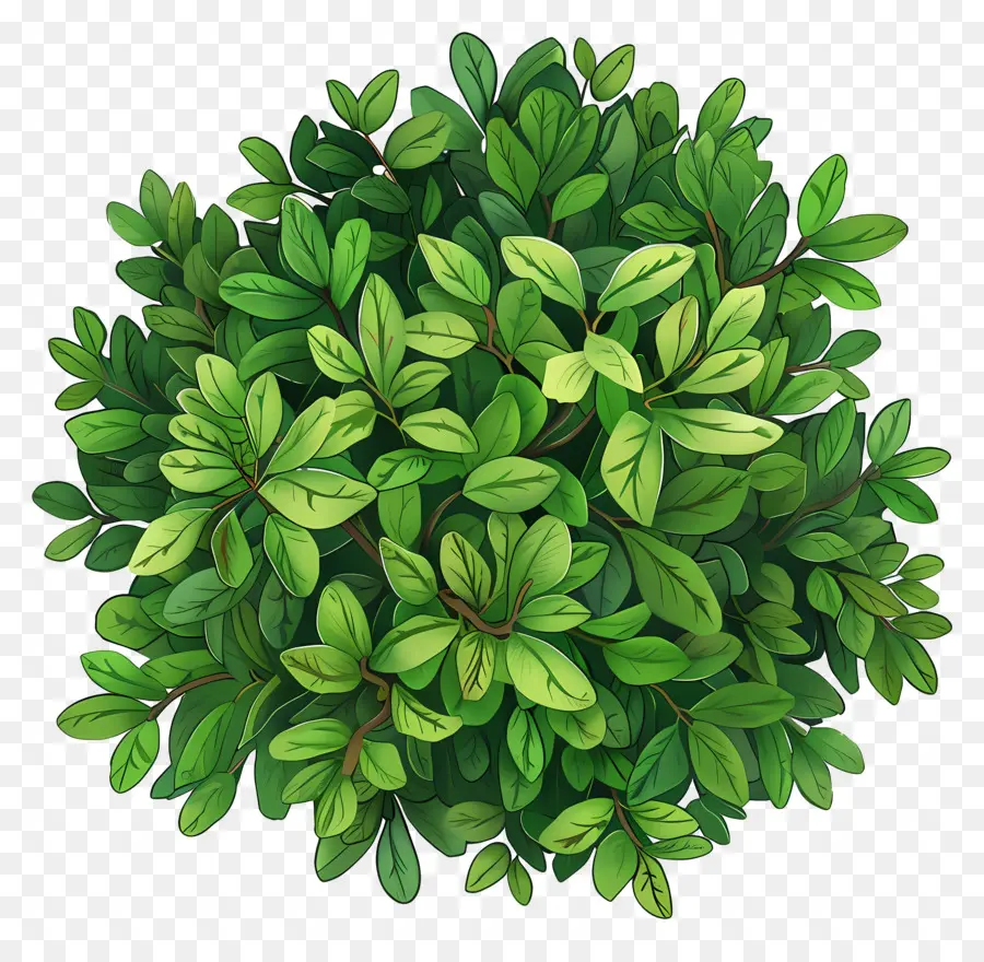 Vue De Dessus D'une Plante Arbustive，Buisson PNG