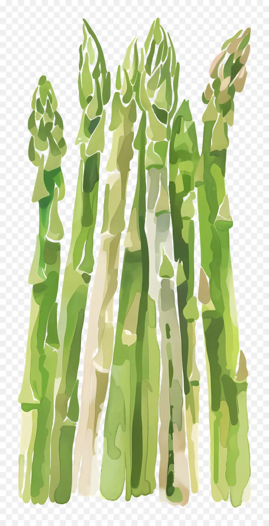 Asperge，Vert PNG