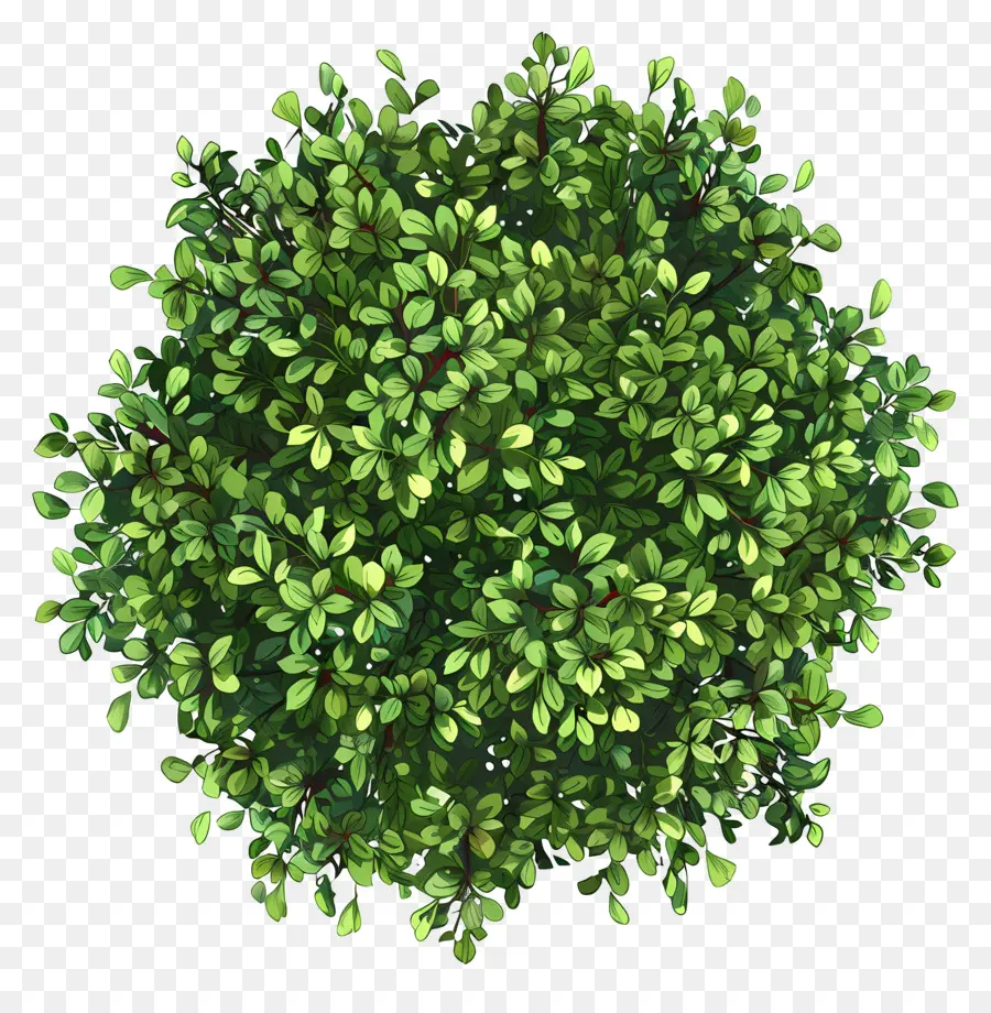 Vue De Dessus De La Plante Arbustive，Vert Buisson PNG