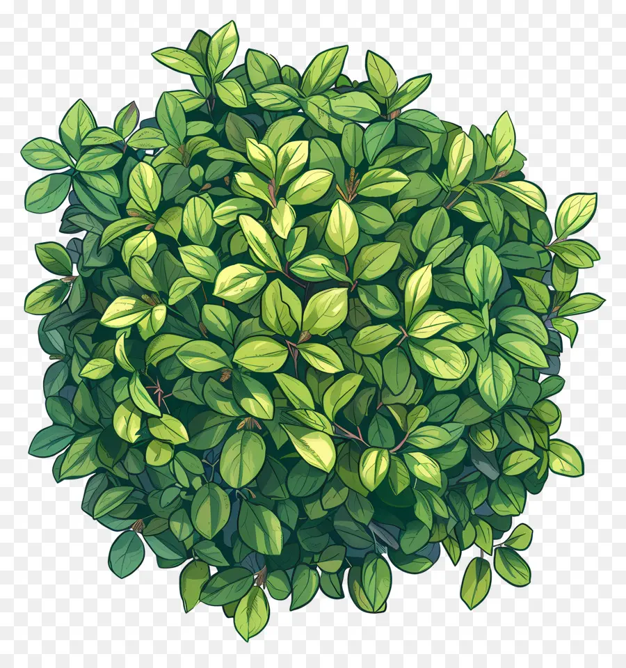 Vue De Dessus De La Plante Arbuste，Feuilles PNG