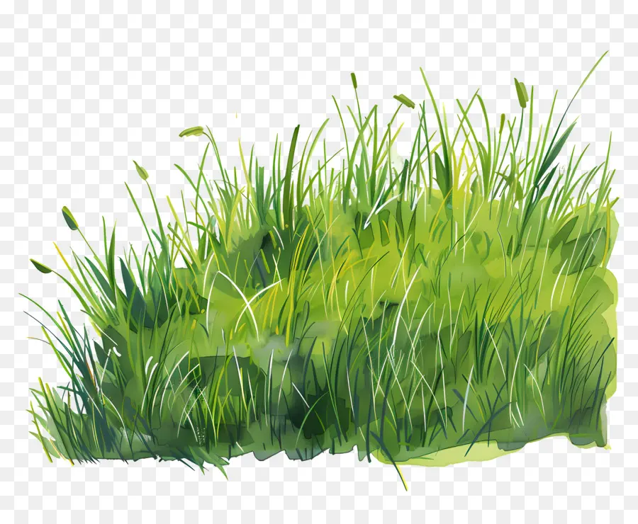 Prairie，Herbe Verte PNG