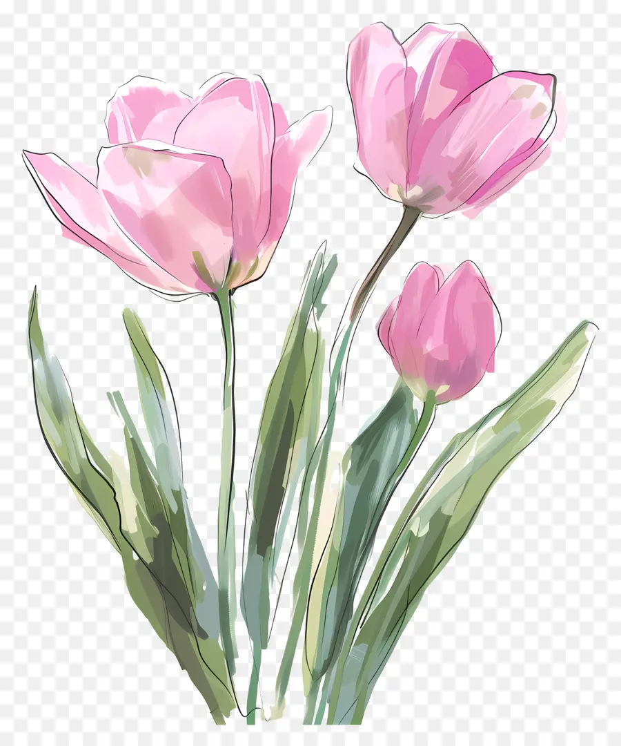 Tulipes Roses，Fleur Rouge PNG