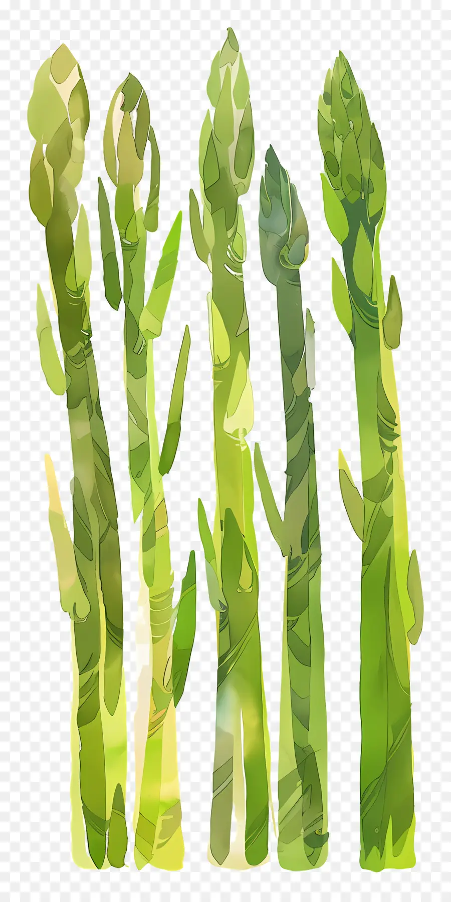 Asperge，Vert PNG