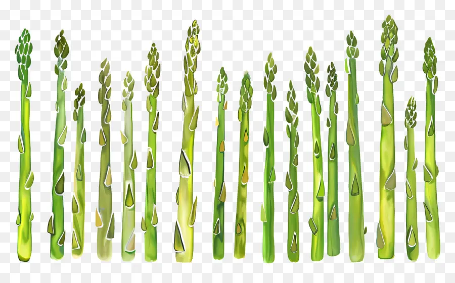 Asperges，Vert PNG