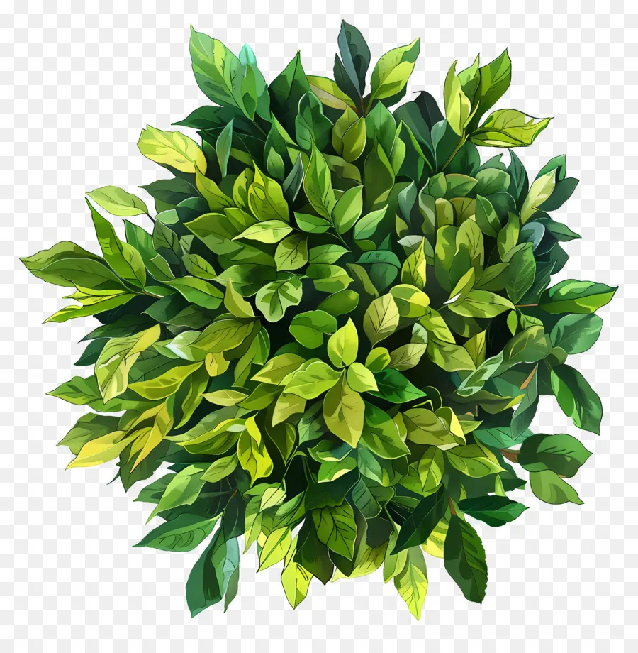 Vue De Dessus De La Plante Arbustive，Bush PNG