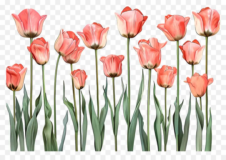 Tulipes Roses，Fleurs PNG