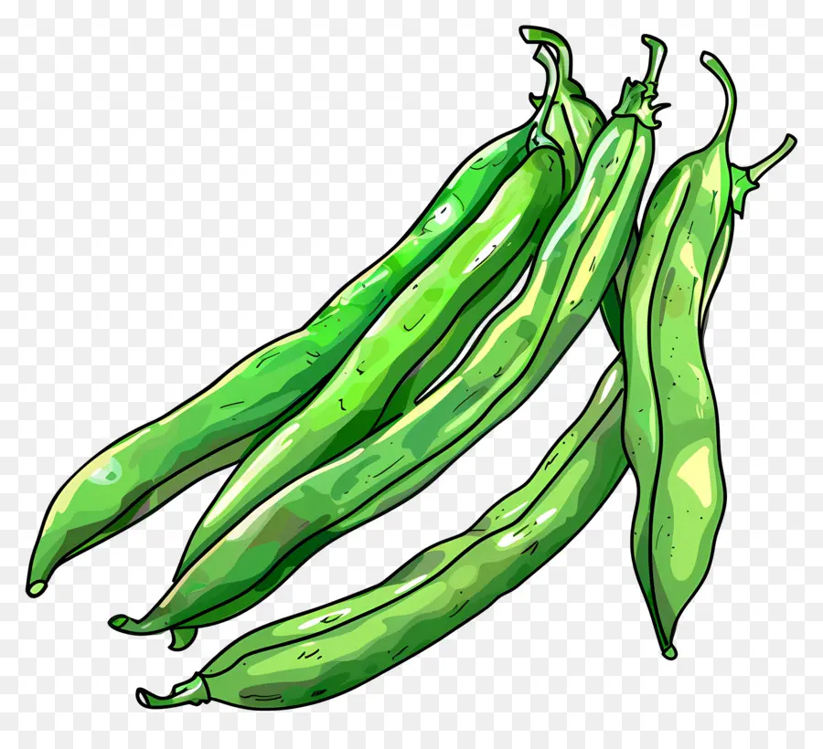 Haricots Verts，Les Haricots PNG