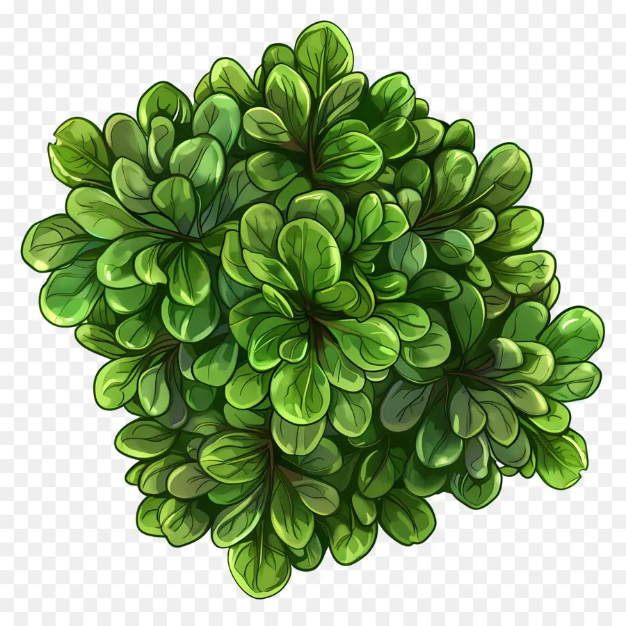 Vue De Dessus D'une Plante Arbustive，Plante Verte PNG