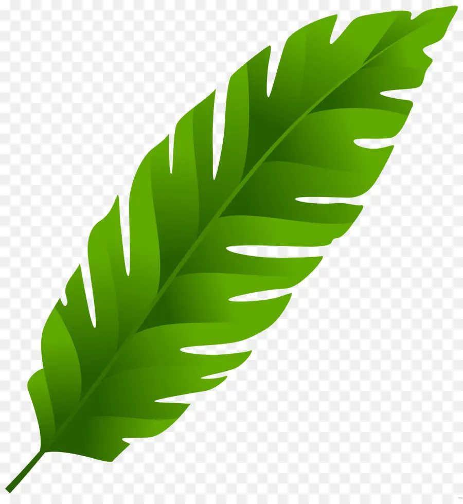 Feuilles Vertes，Plante Verte PNG