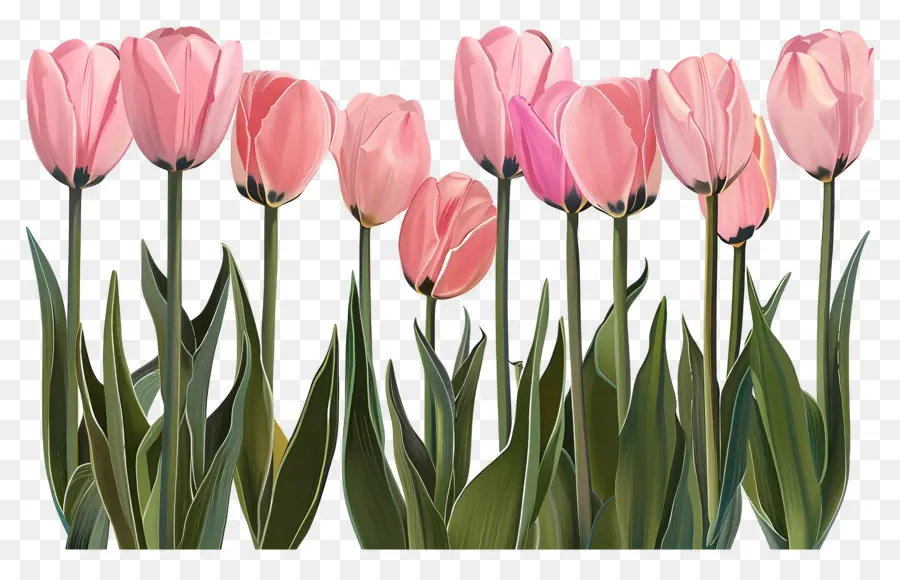 Tulipes Roses，Rouge Tulipes PNG