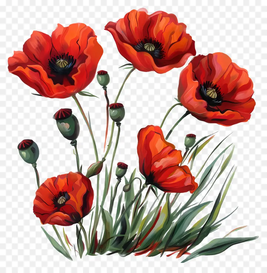 Les Fleurs De Pavot，Le Rouge Des Coquelicots PNG