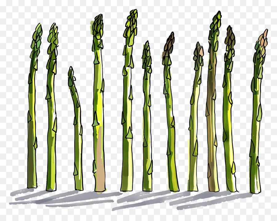 Asperges，Vert PNG