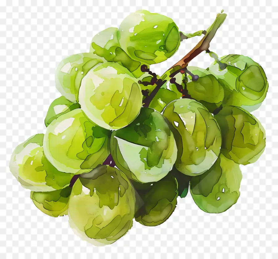 Raisins Verts，Raisins PNG