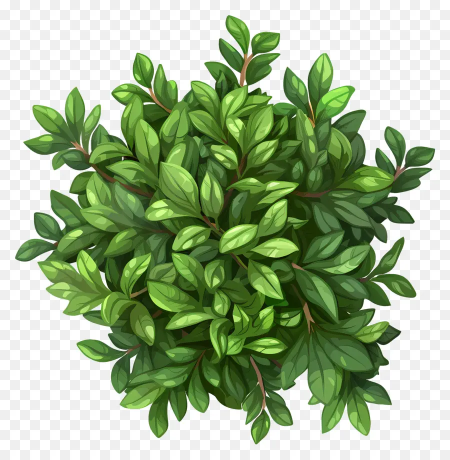 Vue De Dessus De La Plante Arbuste，Vert Buisson PNG