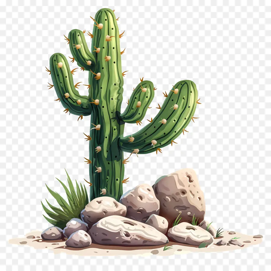 Cactus Avec Des Rochers，Cactus PNG