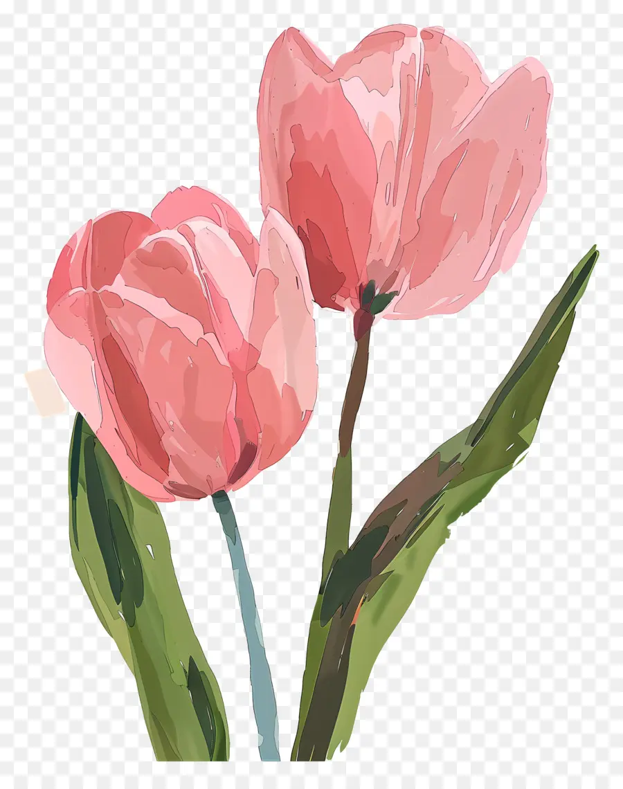 Tulipes Roses，Bouquet De Tulipes PNG