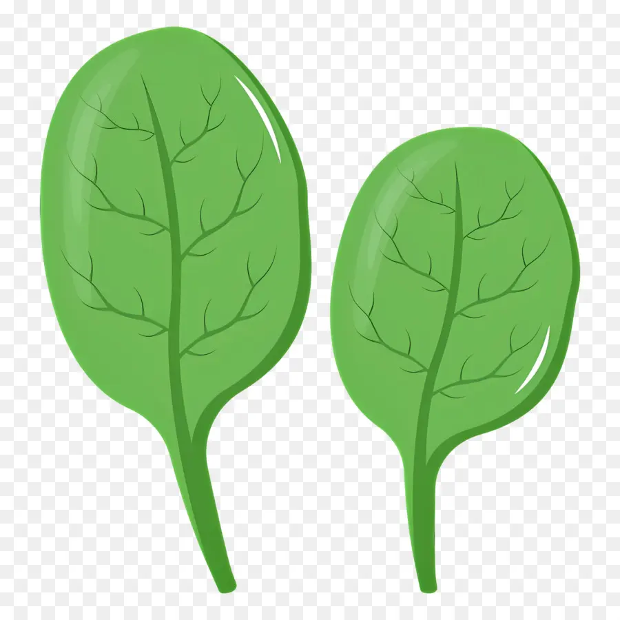 Feuilles Vertes，Légume PNG