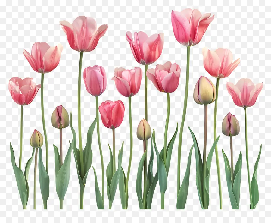 Tulipes，Rouge PNG