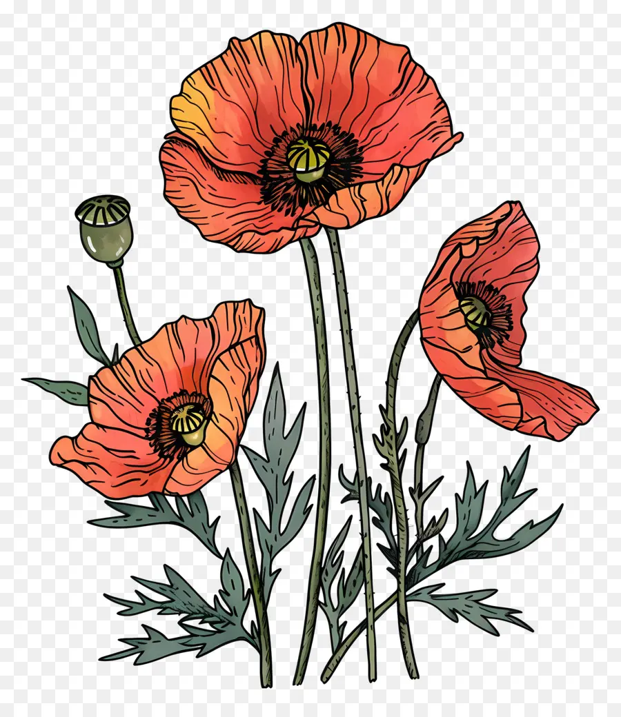 Fleurs De Pavot，Coquelicot Rouge PNG