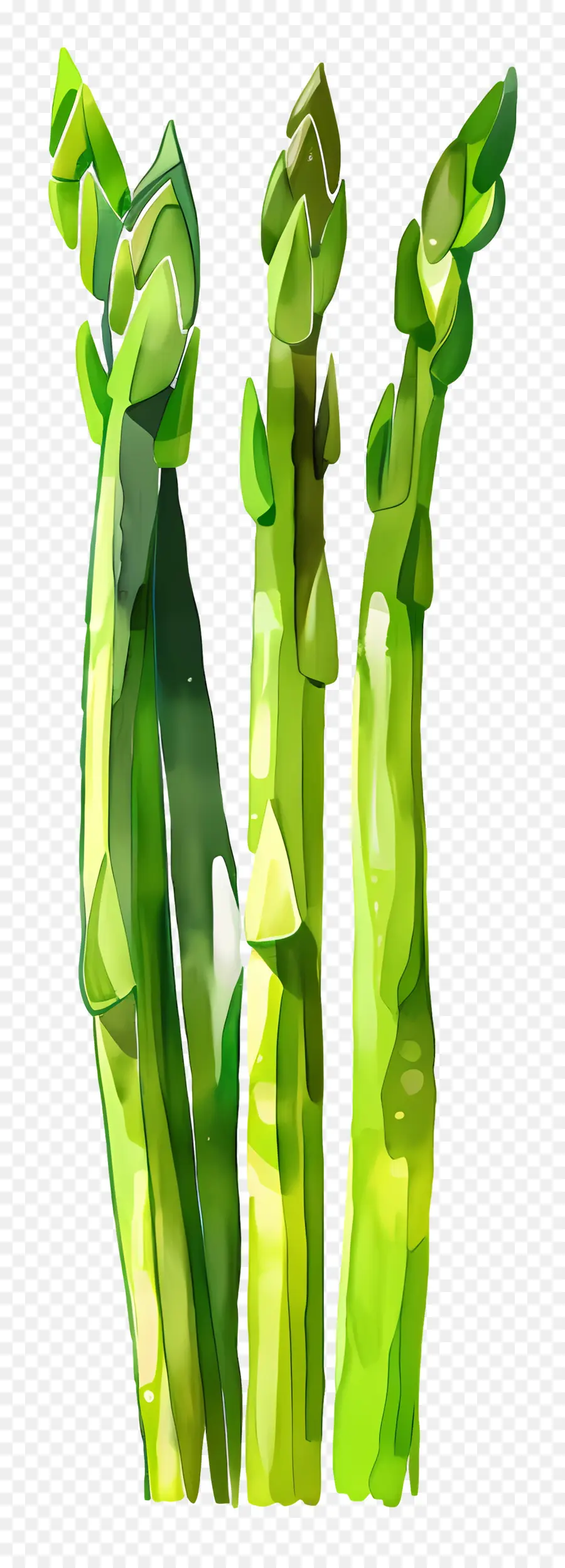 Asperges，Vert PNG