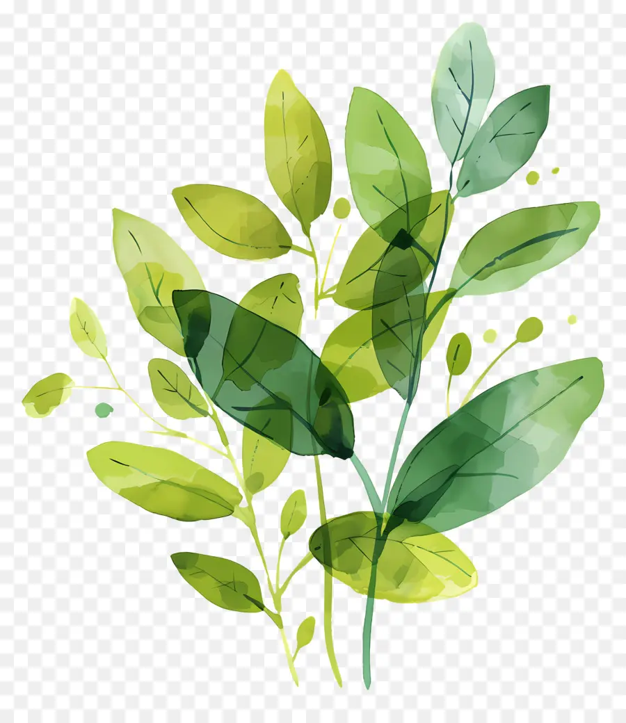 Feuilles Vertes，Les Plantes PNG