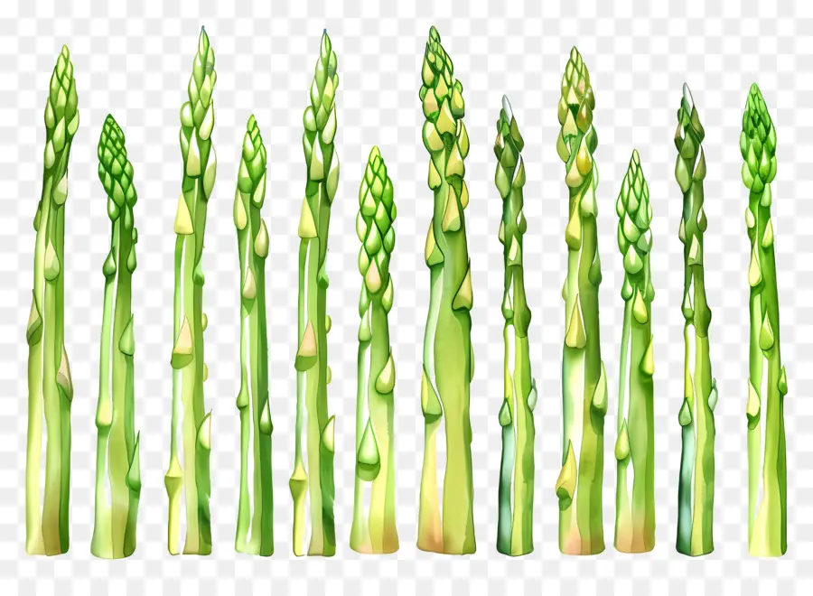 Asperges，Vert PNG