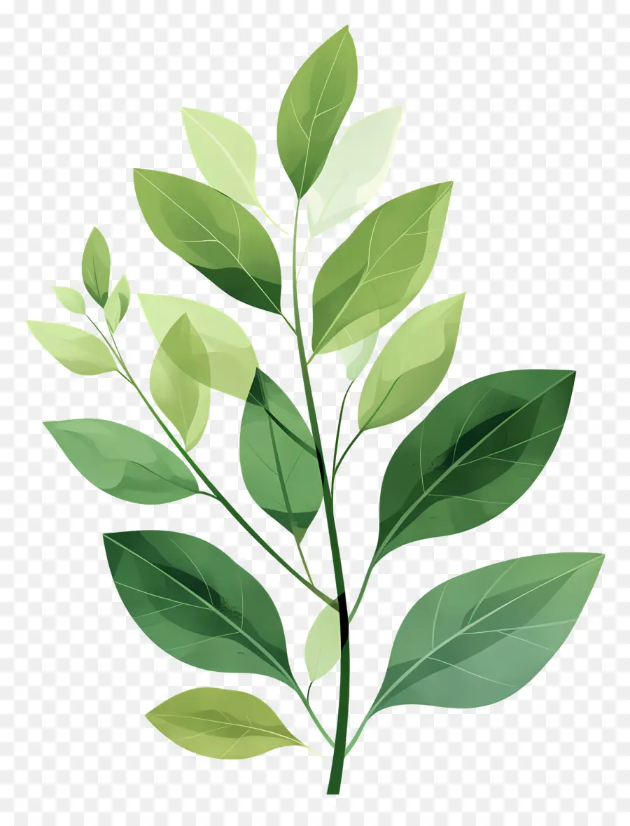 Plante Verte，Feuilles PNG