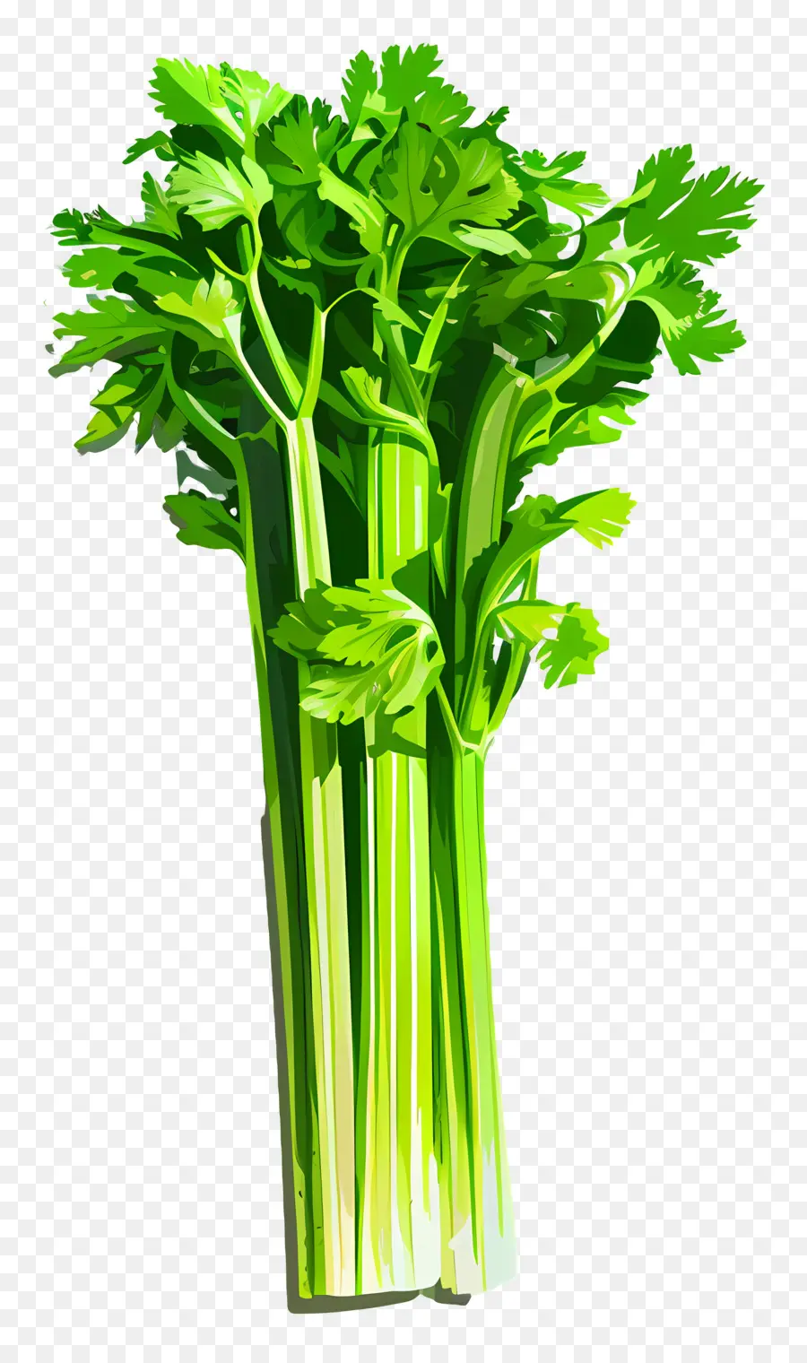 Céleri，Légumes PNG