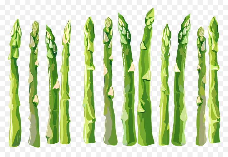 Asperge，Vert PNG