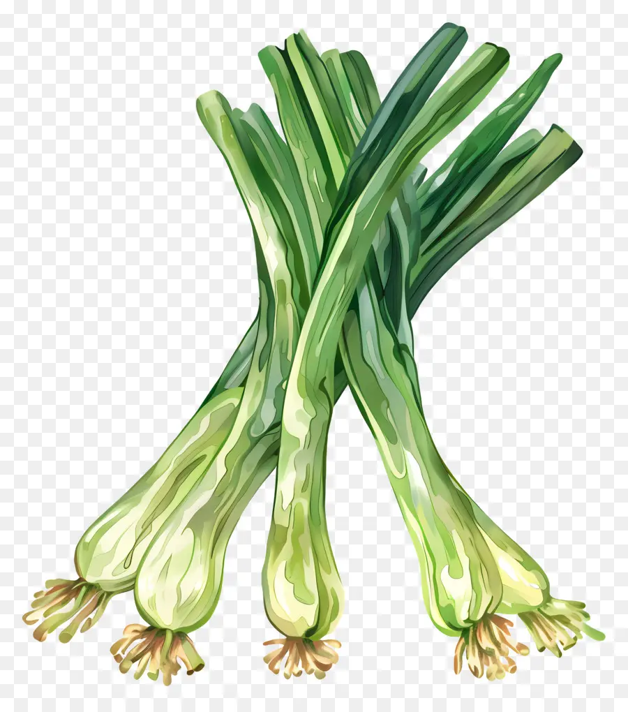 Poireaux，Oignons Verts PNG