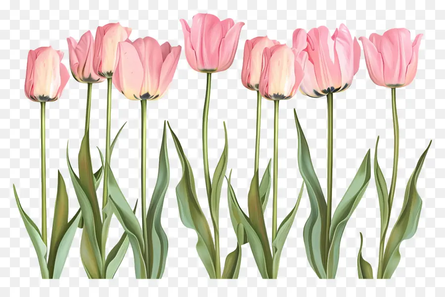 Tulipes Roses，Fleurs PNG