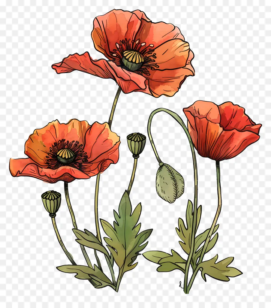 Fleurs De Pavot，Coquelicot Rouge PNG